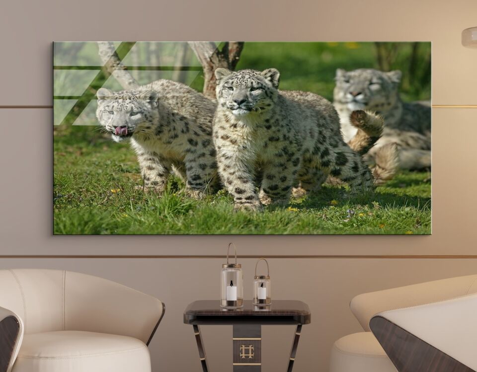 Kar Leoparı Görseli – Doğanın Gizemli Güzelliği | CF0661